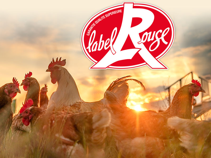 Hühner in Freilandhaltung und das Gütesiegel label rouge